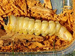 California Root Borer (larva)